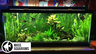 5 AQUARIUM PLANTS for BEGINNERS Jungle Val Dwarf Lily Bacopa Amazon Sword amp Ludwigia Repens [upl. by Sibylle]