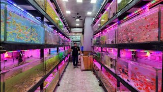 Naaz Aquarium Fish Shop [upl. by Enelrahs301]