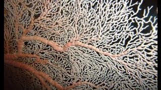 Abanico de Mar Gorgonia flabellum Sea fan [upl. by Nylatsirhc974]