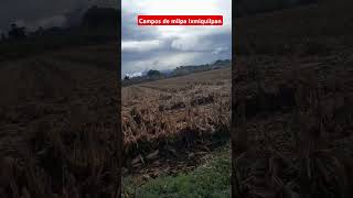 ixmiquilpan suscribeteaestecanal milpa videovlog [upl. by Broida604]