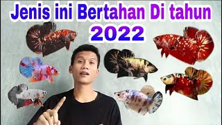 Jenis Ikan Cupang Yang Trend 2022 [upl. by Einnahc]