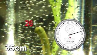 Pondweed bubbles ALL 15 seconds at 50 speed [upl. by Erreid350]