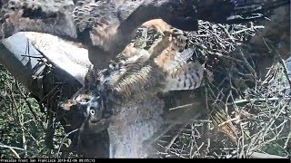 RedTail Hawk Forces GreatHorned Owl Off Nest [upl. by Reltuc]