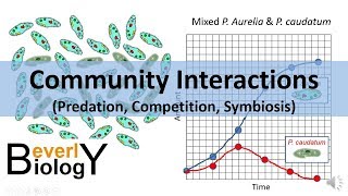 Community Interactions Competition Predation Symbiosis [upl. by Graybill153]