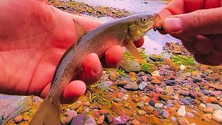 Creek Fishing Adventure  I Use Live Worms As Fish Bait [upl. by Mcloughlin]