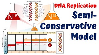 Meselson and Stahl experiment  DNA synthesis problem for CSIR UGC NET life sciences [upl. by Riddle]