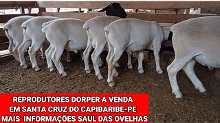 REPRODUTORES DORPER E PRA CORTE EM SANTA CRUZ DO CAPIBARIBEPE CONTATO NO VÍDEO SAUL DAS OVELHAS [upl. by Eidderf705]