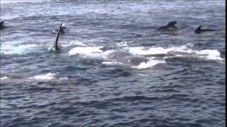 Overwhelming mating scene of Sperm whales end April 2013  Pottwalpaarung [upl. by Imaj]