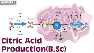 Citric Acid ProductionBSc [upl. by Tila670]