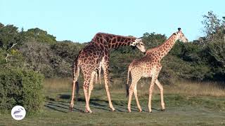 Giraffe Courtship A Majestic Dance of Pursuit [upl. by Hemingway]