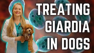 GIARDIA TREATMENT FOR PUPPIES  DOGS  Can you get it  Dr Lindsay Butzer Vet Explains [upl. by Llerryt]