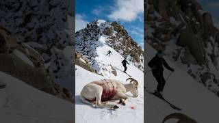 Kind Skier Rescues Seriously Injured Horned Sheep [upl. by Cathyleen]