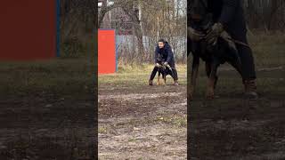 Вальтер как статуэтка фигуристый dobermann doberman собака 🔥 [upl. by Nnyleve949]