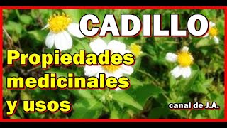 CADILLO – Propiedades medicinales y usos [upl. by Archy]