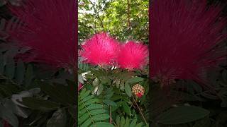 Calliandra haematocephala Flowers tree plants youtube [upl. by Belford]