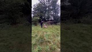 XL Bully fast as a whippet hunting…sticks xlbully dog dogs viralvideo mansbestfriend [upl. by Westlund]