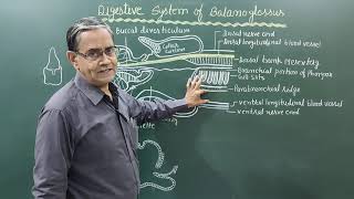 Digestive System in Balanoglossus [upl. by Tnayrb]