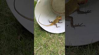 பக்கெட் குள்ள ஓணான்🦎 Garden Lizard  Reptile Rescue Success villagelife nature kids story [upl. by Ysnil]