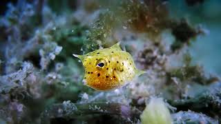 Baby Cowfish [upl. by Acus197]