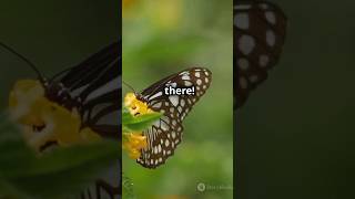 Butterflies 🦋 in the stomach explained idioms learnenglish shorts short idiomsandphrases [upl. by Seidler97]