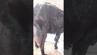 Amritsari beetlegoattopclass beetle femaleanimalgoat farmingshortvideoMiAn TaNveeR Goat lovers [upl. by Carpio]