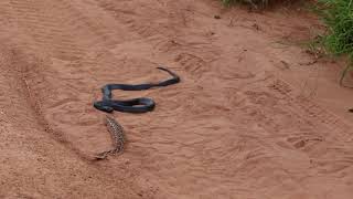 BlackNecked Spitting Cobra vs Puff Adder II Ruaha 22020 [upl. by Alyosha]