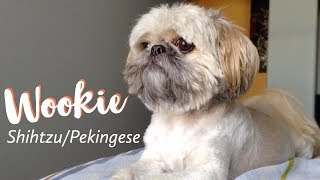 Wookie the shih tzu pekingese mix [upl. by Chane438]