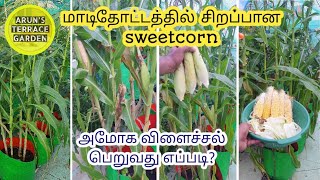 sweetcorn growing tips🌽 விதை முதல் அறுவடை வரை with proof 100 sweetcorn at terrace garden in tamil [upl. by Dleifniw]