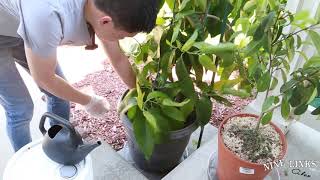 Watering White Champaca with Rice water [upl. by Rozele]