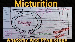 Notes Of Micturition of Urinarysystem Anatomy And Physiology 🔥 [upl. by Yenial]