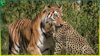 13 Deadliest Tiger Attacks Caught on Camera [upl. by Trebeh]