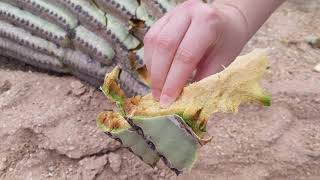 Inside a Saguaro Cactus [upl. by Mond]