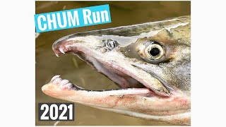 CHUM Salmon Run 2021 on the Green River Salmon Seeking in a Storm ⛈ [upl. by Annavoeg300]