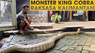 INI KONDISI WIDI KING COBRA RAKSASA DARI KALIMANTAN SEKARANG‼️GARAGA KALAH GEDE [upl. by Eckhardt]