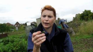 Picking my Borlotti Beans  Claires Allotment part 149 [upl. by Sladen]