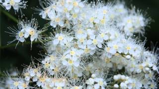 Sorbaria tomentosa var angustifolia Kashmir False Spiraea [upl. by Orimlede]