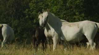 Lipica  The Cradle of the Lipizzaner [upl. by Murton515]