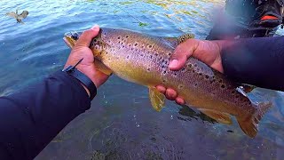 Pesca de Trucha Marrón en Lago VERDE con MOSCA  PATAGONIA ARGENTINA [upl. by Gravante]