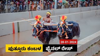 Puttur Kambala Final race 2024  ಪುತ್ತೂರು ಕಂಬಳ ಫೈನಲ್ ರೇಸ್ [upl. by Lyris805]