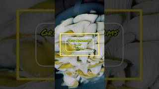 🍄‍🟫 How to grow Oyster Mushrooms at home 🏡 [upl. by Nottage]