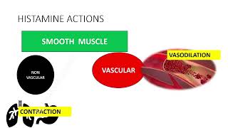 Histamines amp Antihistamines Part  1 histamine receptors  mnemonics tamilecpharmacology [upl. by Rundgren]