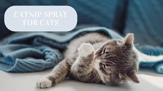 AmeizPet Catnip Spray for Cats [upl. by Constantine]