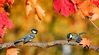 3 HORAS de Sonidos Relajantes de Pájaros Cantando 🐦 El Canto de las Aves la Naturaleza y el Bosque [upl. by Nohtiek693]