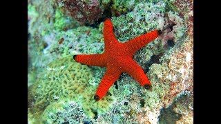 Facts The Sea Star Starfish [upl. by Loredana]