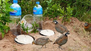 Super Creative Deep Hole Bird Trap Using Big Bottle 5L  How to make easy bird trap work 100 [upl. by Carlstrom]