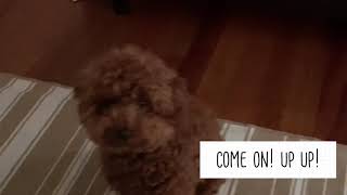 Cute Toy Poodle Crying [upl. by Paulie]