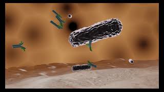 immune cell eating bacteria  opsonizationphagocytosis in 3D [upl. by Ynoep]