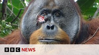 Wounded wild orangutan seen using plant as medicine  BBC News [upl. by Demakis]