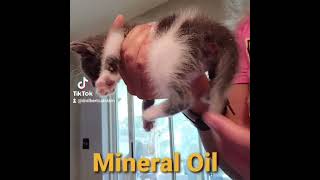 Kitten Constipation Home Remedy [upl. by Gati709]