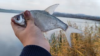 Jezero Dobrodol ribolov na plovak [upl. by Landa]